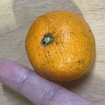 귤 개<b>작지</b>