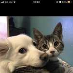 [드루와] 너네 아이브로우 지울때