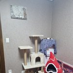 [고양이] 슬기로운 임보생활8[유기묘 임시보호하기]