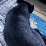 우리<b>집</b>에. 곰 <b>한</b>마리 자고 있는데 어떡해??