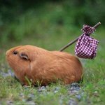 <b>보현</b>웅니 지금 뭐함?