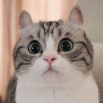 다들 <b>새해</b> 소원 쓰고가