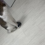 하 누가 <b>우리</b>집 <b>돼지</b>좀 데려가라