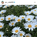 [NCT칠프] <b>아린</b> 인스타에 데이지 있네