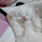 내 <b>젤리</b> 구경할래?