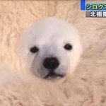 [댓글부탁해] 너네 제일 많이 들은 <b>칭찬</b> 머임