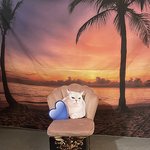 [드루와] 나만 업서 고먐미 뽀쮸뽀쮸~ 고양이 갖고싶당~~~