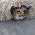 엉뚱한 고양이 알수없는 저희집 고양이 마약<b>방석</b> 사용의 정석~