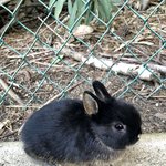 새해 맞이 까만 토끼 모음.<b>zip</b>