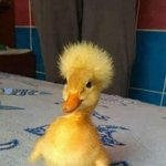 [댓글부탁해] 식욕억제제 먹는거 ㄱㅊ음?