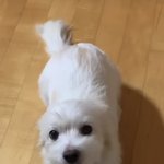 요 귀여운 강아지는 <b>종이</b> 뭐야?ㅠㅠ