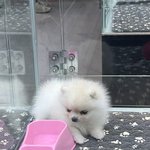나오늘<b>조카</b>귀여운강아지봣어