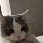 [드루와] <b>비엘</b> 웹툰 추천 해드림