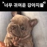 귀여운 강아지 영상 모음 보고 <b>힐링</b>하세요~