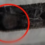 택배 뜯으니 살아있는 쥐가 나와 충격