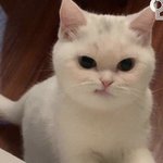 [드루와] 눈에 살 없고 <b>주름</b> 잘생기면 쌍커풀