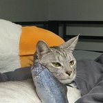 [이것좀봐줘] 우리집고양이 <b>어떡</b>해..?