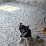 혹시<b>라도</b> 개 보신분 연락부탁드립니다