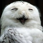 <b>올빼미</b>가 보면 자랑스러워할 사진들