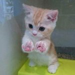 보고만 있어도 <b>심</b><b>쿵</b>한 쪼꼬미들