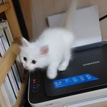 이 고양이 <b>종이</b> 무슨 종일까요