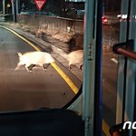 고등학교 인근서 멧돼지 <b>출몰</b>…소방 "수색 중"