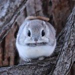 목 짧은데 반목<b>폴라</b> ㅂㄹ임?