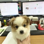 [19] 유튜버 <b>아모띠</b> 아냐