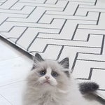 고양이 이름 골라저…