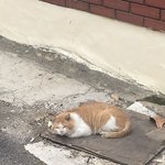 꼬질이 냥이