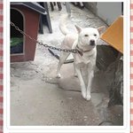 [이것좀봐줘] 잃어버린 개를 찾는데 도와주세요