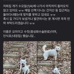 진돗개/<b>분실</b>/실종/전주 우아동
