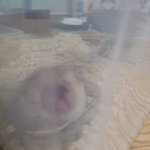 [ㅋㅋㅋㅋㅋ] 햄스터 <b>하품</b>ㅋㅋㅋㅋ