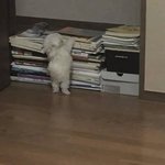 공부좀 하는 애들중에 <b>독일</b>에 배워본 애들 많은거같음