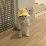 [댓글부탁해] <b>꼬막눈</b> 중에 쌍수한애 있어?
