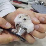 [댓글부탁해] 갓 쌍수한애들 <b>실밥</b> 따다닥 뜯고싶다
