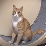 이 고양이 중<b>안부</b> 되게 길지 않냐