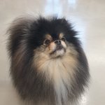 [군대] ㅅㄷ <b>댕댕이</b> 까페 포메봐봐