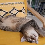 <b>꿀잠</b> 냥이들