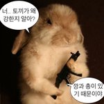 [NCT드림] <b>토끼</b>의 해를 맞아