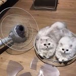 완벽한 <b>함정</b>에 빠진 귀요미들
