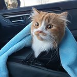 큰 아기냥 <b>호빵이</b>와 진짜 아기냥 만두-49