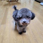 안녕하새요 <b>실버</b>푸들 꽃순이에여