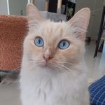 냉 미남 스타일 고양이