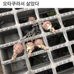 [댓글부탁해] 넷플릭스 시리즈 추천좀 ㅠㅠ