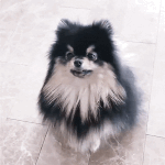 슈스견 <b>김연탄</b> 락스타 <b>김연탄</b> 사진 털이