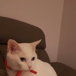 [고양이] 귀여운 <b>사넬</b> 야옹^^