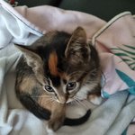 [귀여운동물] 울 고양이 <b>루팡</b>이