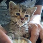 아기 냥이 들일 때 <b>감당</b>해야 할 점