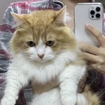 고양이 자랑해도 됨?